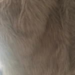 TRAFZA Women Fashion Cropped Faux Fur Jacket Coat Long Sleeve Front Snap-button Female Outerwear Chic Lapel Collar Thick Coat photo review
