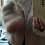 TRAFZA Women Fashion Cropped Faux Fur Jacket Coat Long Sleeve Front Snap-button Female Outerwear Chic Lapel Collar Thick Coat photo review